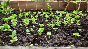Bonne nouvelle : vous pouvez encore semer 12 légumes en avril et les récolter vite