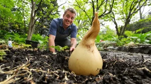 Ce bulbe hors norme à planter avant fin avril pulvérise les records de hauteur au jardin cet été