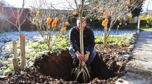 Ce fruitier méconnu d’Asie supporte -15 °C : planté maintenant, il offre des récoltes dès l’automne