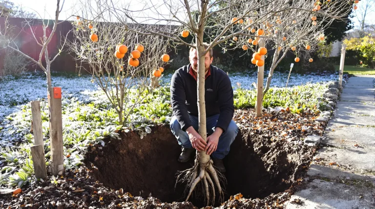 Ce fruitier méconnu d’Asie supporte -15 °C : planté maintenant, il offre des récoltes dès l’automne Ce fruitier méconnu d’Asie supporte -15 °C : planté maintenant, il offre des récoltes dès l’automne
