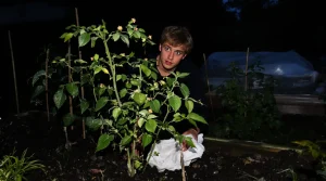 Chaque printemps, des milliers de jardiniers repiquent leurs tomates juste avant la nuit qui anéantit tout