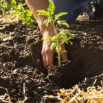 Comment planter les tomates couchées pour un enracinement plus solide, selon les maraîchers