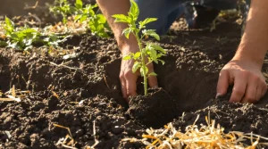 Comment planter les tomates couchées pour un enracinement plus solide, selon les maraîchers