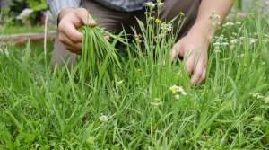Jardin : à quelle fréquence faut-il vraiment tondre sa pelouse ? La réponse selon la saison