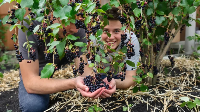 Le fruitier le plus simple du jardin : même sans main verte, il pousse et donne vite