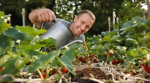 Les fraisiers donnent de plus gros fruits si on les arrose au printemps avec cet ingrédient de cuisine