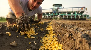 Semis de maïs : techniques innovantes et leviers concrets pour mieux produire, voici pourquoi
