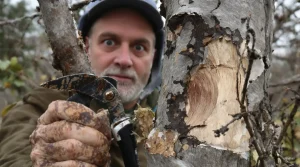 Si vos fruitiers meurent après chaque taille, ce n’est pas une coïncidence : voici pourquoi