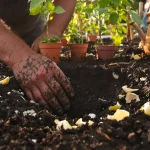 Tomates au potager : l’ingrédient naturel à enterrer à leur pied pour une récolte spectaculaire