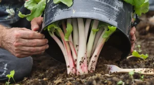 Vos plants de rhubarbe : le geste d’avril pour des tiges plus précoces, tendres et moins acides
