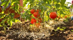 Vous le jetez après la tonte : ce paillage gratuit garde vos tomates en pleine forme tout l’été