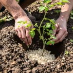 Ce geste simple à la plantation aide les tomates à résister à la chaleur et au manque d’eau