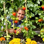 Ces 3 compagnons des tomates prennent peu de place et restent utiles tout l’été, voici pourquoi