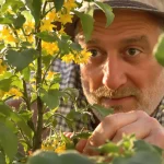 Faut-il couper les premières fleurs des tomates ? Voici ce que font les jardiniers expérimentés