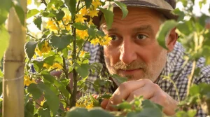 Faut-il couper les premières fleurs des tomates ? Voici ce que font les jardiniers expérimentés
