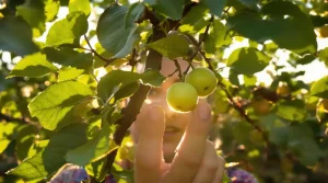 Fini les fruitiers qui perdent leurs fruits avant l’été : ce geste de pépiniériste sauve la récolte
