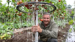 « Gardez votre roue de vélo » : un maraîcher m’a montré comment sauver mes tomates des orages d’été