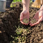 Il ne vous reste que quelques jours pour semer ces 2 légumes : après avril, la récolte déçoit