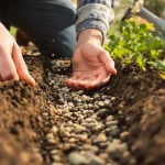 Il ne vous reste que quelques jours pour semer ces 2 légumes : après avril, la récolte sera décevante