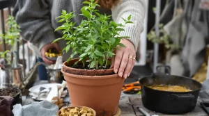 J’ai remplacé les cubes de bouillon par cette plante à mettre en pot dès cette période précise