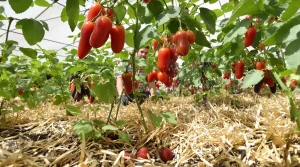 Je noyais mes tomates et fraises : avec Roma, Noire de Crimée et Mara des Bois, j’ai divisé l’arrosage par 3