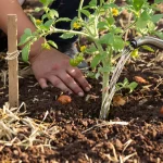 Peu de jardiniers utilisent bien le marc de café en mai : pourtant, il aide vraiment les tomates