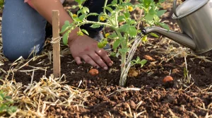 Peu de jardiniers utilisent bien le marc de café en mai : pourtant, il aide vraiment les tomates