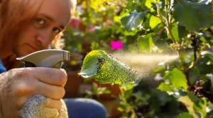 Pucerons au jardin : les gestes simples qui sauvent vos plantes ce printemps, voici pourquoi