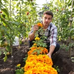 Tomates grignotées au potager : plantez cette fleur à côté, elle bloque les parasites et booste leur croissance