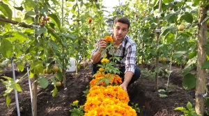 Tomates grignotées au potager : plantez cette fleur à côté, elle bloque les parasites et booste leur croissance