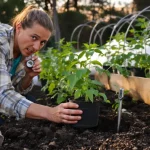 Tomates : la fenêtre idéale pour les planter en pleine terre que trop de jardiniers ratent et ruinent leur récolte